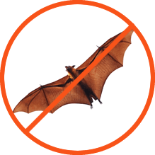 murciélagos